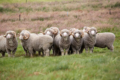 Merino Wool: A Sustainable Alternative to Synthetic Materials