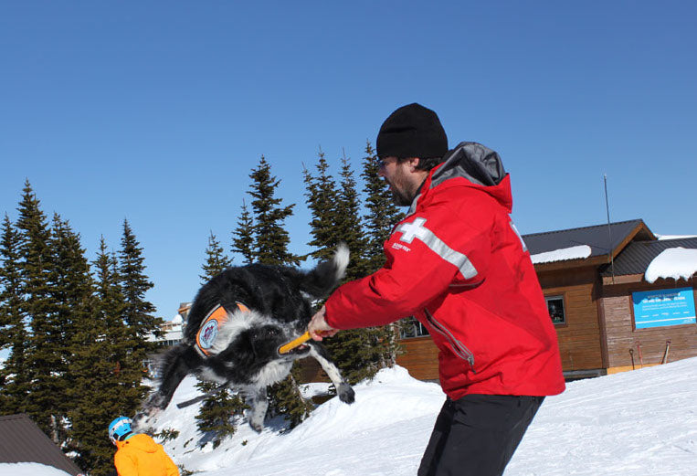 Avalanche Rescue Dogs