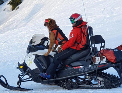 The Life of a Ski Patrol Dog - A Look at Avalanche Dog Training and the History